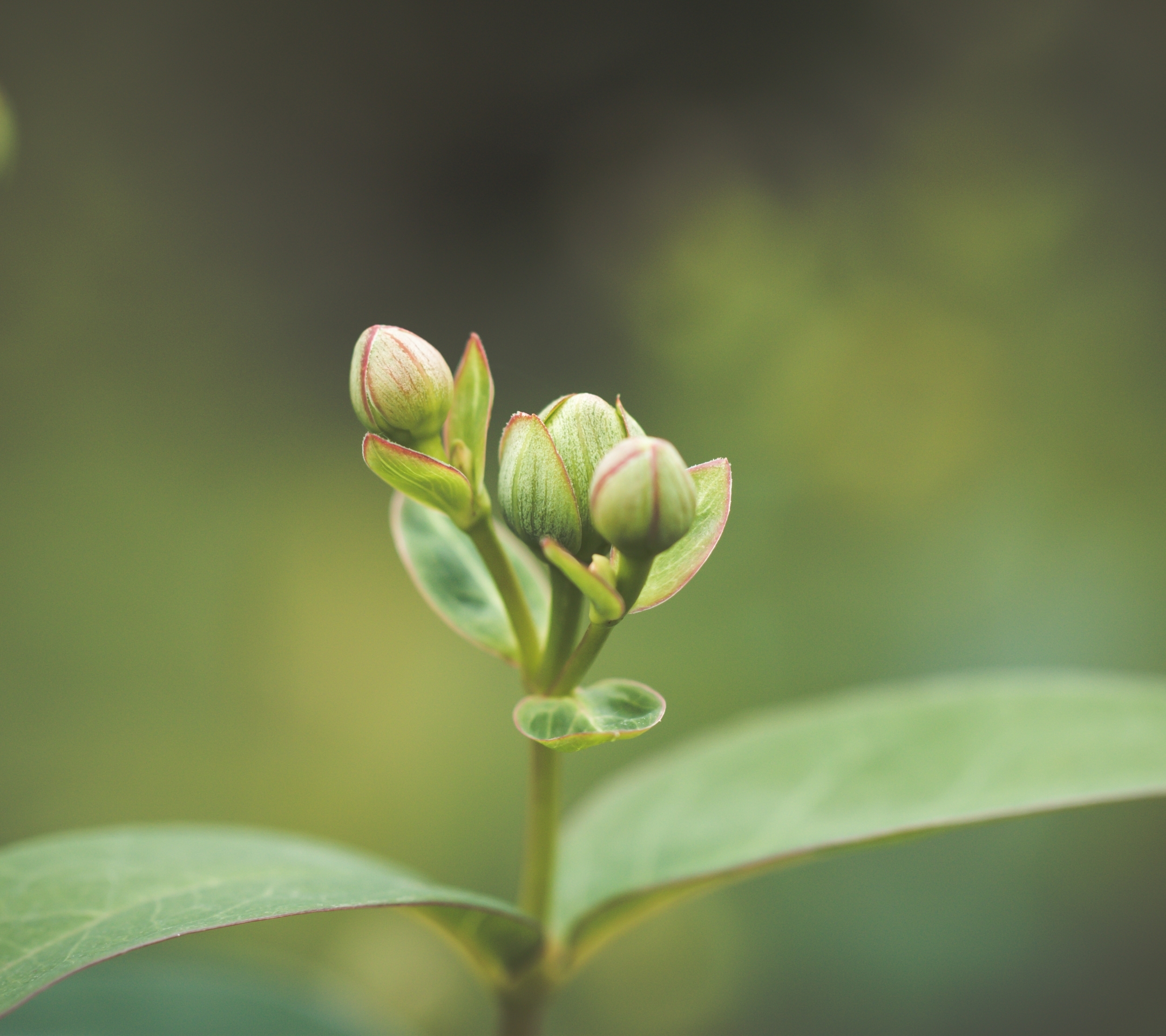 长出的小芽高清图片 背景虚化高清壁纸