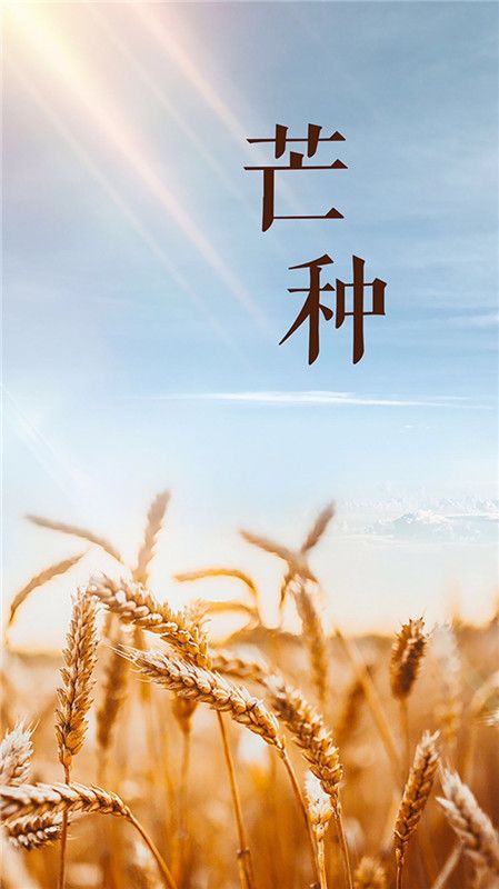 壁纸060646期:苹果24节气芒种手机壁纸高清大图 iphone二十四节气芒种