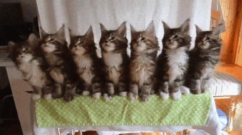 抖音五只猫摇头的动态图片分享:一排小猫摇头表情包[多图]