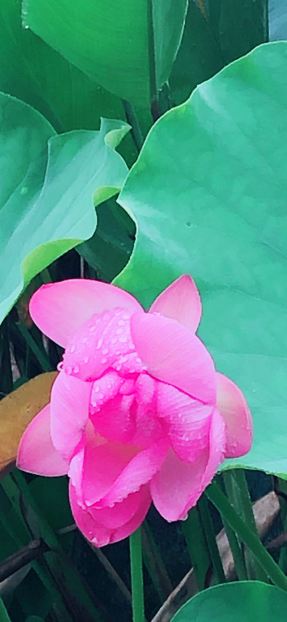 下雨的荷花手机高清壁纸图片 1080*2340像素