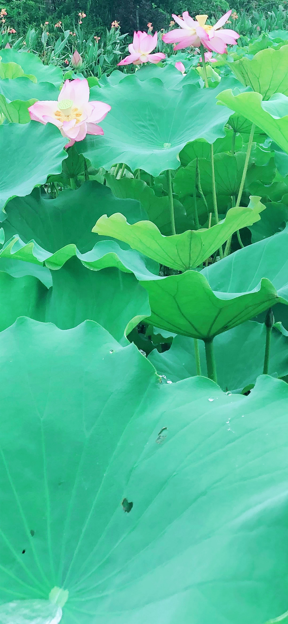 下雨的荷花手机高清壁纸图片 1080*2340像素