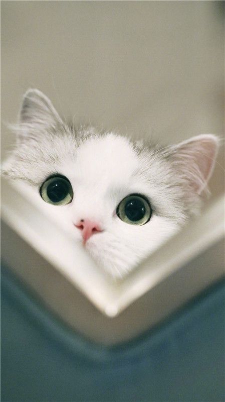 壁纸062882期:iphone萌宠治愈高清壁纸 苹果手机萌宠