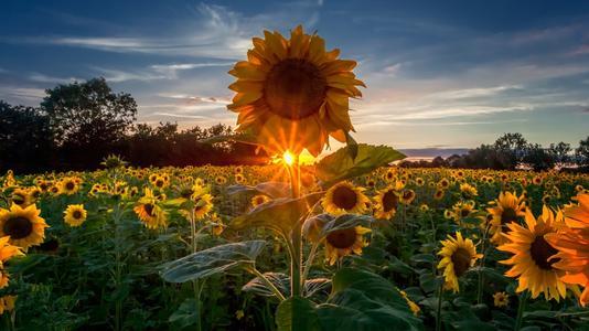 С��ׯ԰С���ý��մ�8.18�����տ������̫��һֱת����[��ͼ]